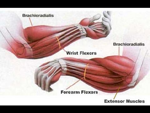 HOW TO MAKE YOUR FOREARMS BIGGER AND STRONGER - YouTube