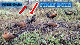 MANTAP.!!! PIKAT BULE DIDATANGI SEROMBONGAN AYAM HUTAN