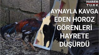 Horozun Aynayla Kavgası