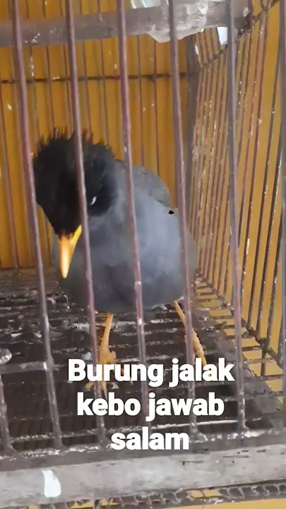 burung jalak kebo bisa jawab salam
