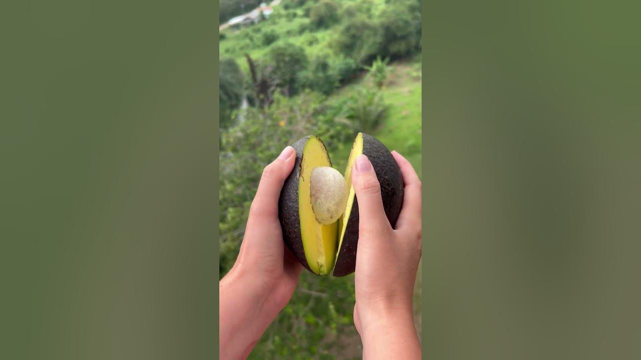 Огромный авокадо! Обожаю Тайланд за его фрукты:) невероятно спелый ...