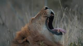 The GREATEST Spectacle on Earth | Experience the Roar and Thunder of Kenya's Great Migration
