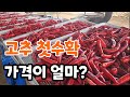 고추 첫물 수확! 올해 고추 가격은 불안하다 image