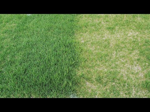 The Benefits of Feeding The Lawn