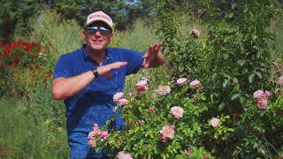 5 Meilland roses that perform well under extreme heat of 40 °C