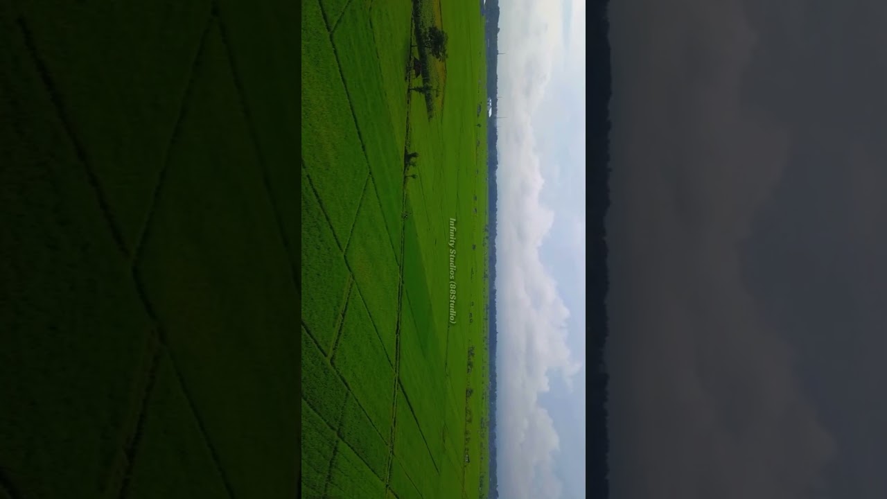 Relaxing Rice Field View 