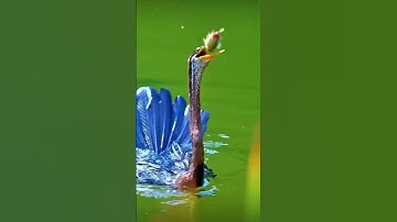 #egzonibrahimi #سورة_الإخلاص #ikhlas #nature #lifeisbutadream #quran