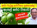 අතමිට සරු කරන ඇපල් පේර වගාව | Apple Guava | Ceylon Agri | Episode 128