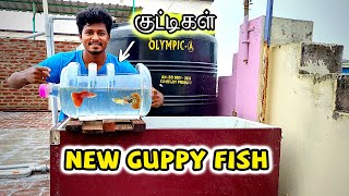 New Guppy Fish குட்டிகள்🐠 | கப்பீஸ் மீன் குட்டிகளுக்கு New Water Can Setup!