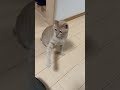 袋はちゃちゃまるのお気に入り #catvideos #cat #shorts #yoga #YOGA#ちゃちゃまる #猫