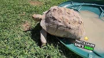 Why Soaking Your Sulcata Tortoise is Essential: Benefits & Best Practices | 2024
