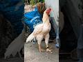 Parrot beck long tail #topquality #parrotlovers