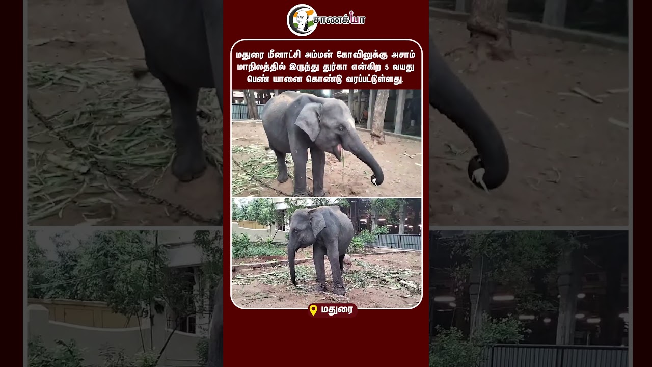 ⁣மதுரை மீனாட்சி அம்மன் கோவிலுக்கு துர்கா என்கிற 5 வயது பெண் யானை கொண்டு வரப்பட்டுள்ளது