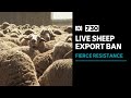 Fierce resistance as government pushes forward with live sheep export ban  730