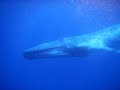 Primeiro encontro com uma baleia azul no terceiro dia (blue whale encounter)