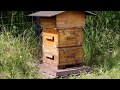 Рой в улье Варре - мой опыт жизни с пчёлами в самодельном улье
