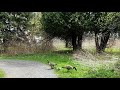 Canada geese family day out.