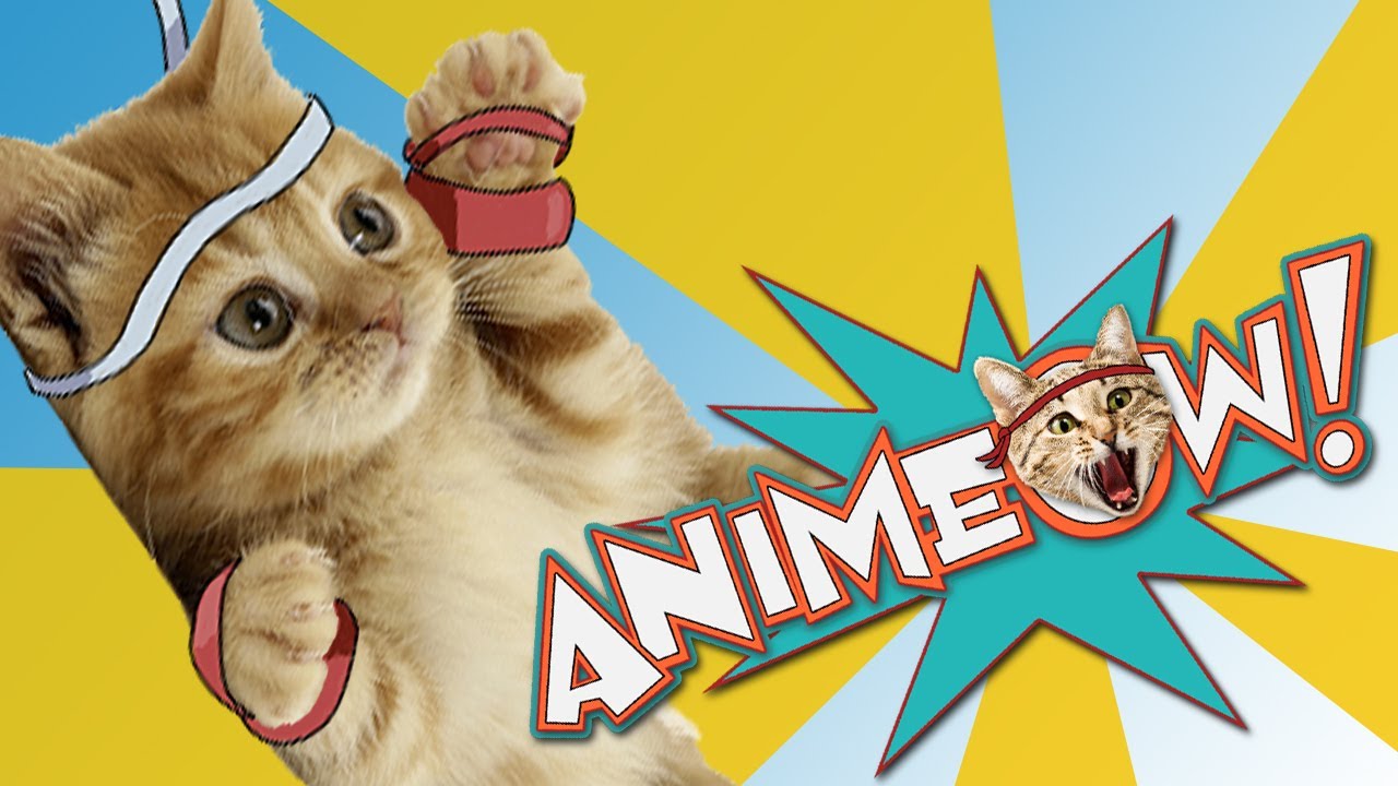 Cats Do Karate in STREET FIGHTER: Animeow: Ep. 1 - YouTube