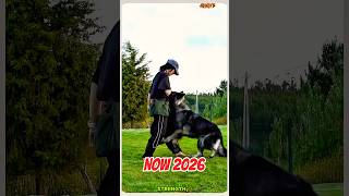Training Dog #Belgian Shepherd#puppy #smartdog #becgie #dogtraining #smartdog