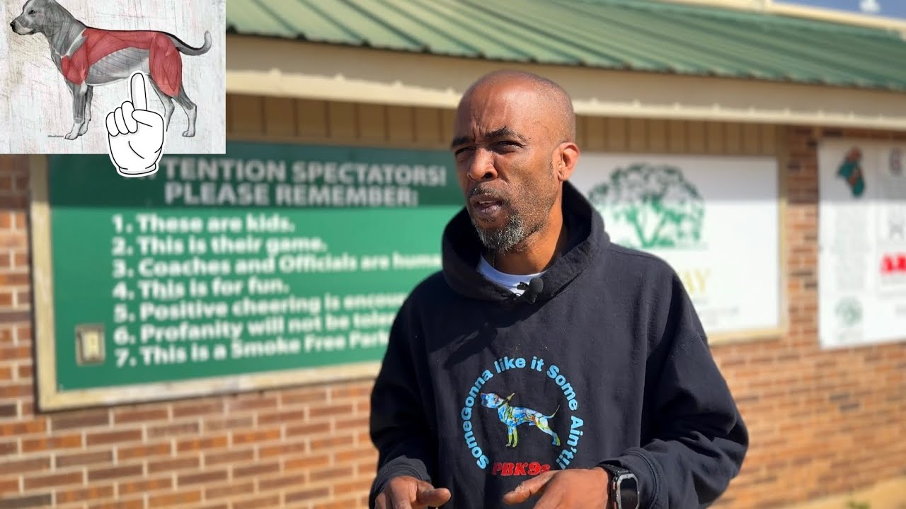 Мышцы питбуля/Проработка корпуса собаки