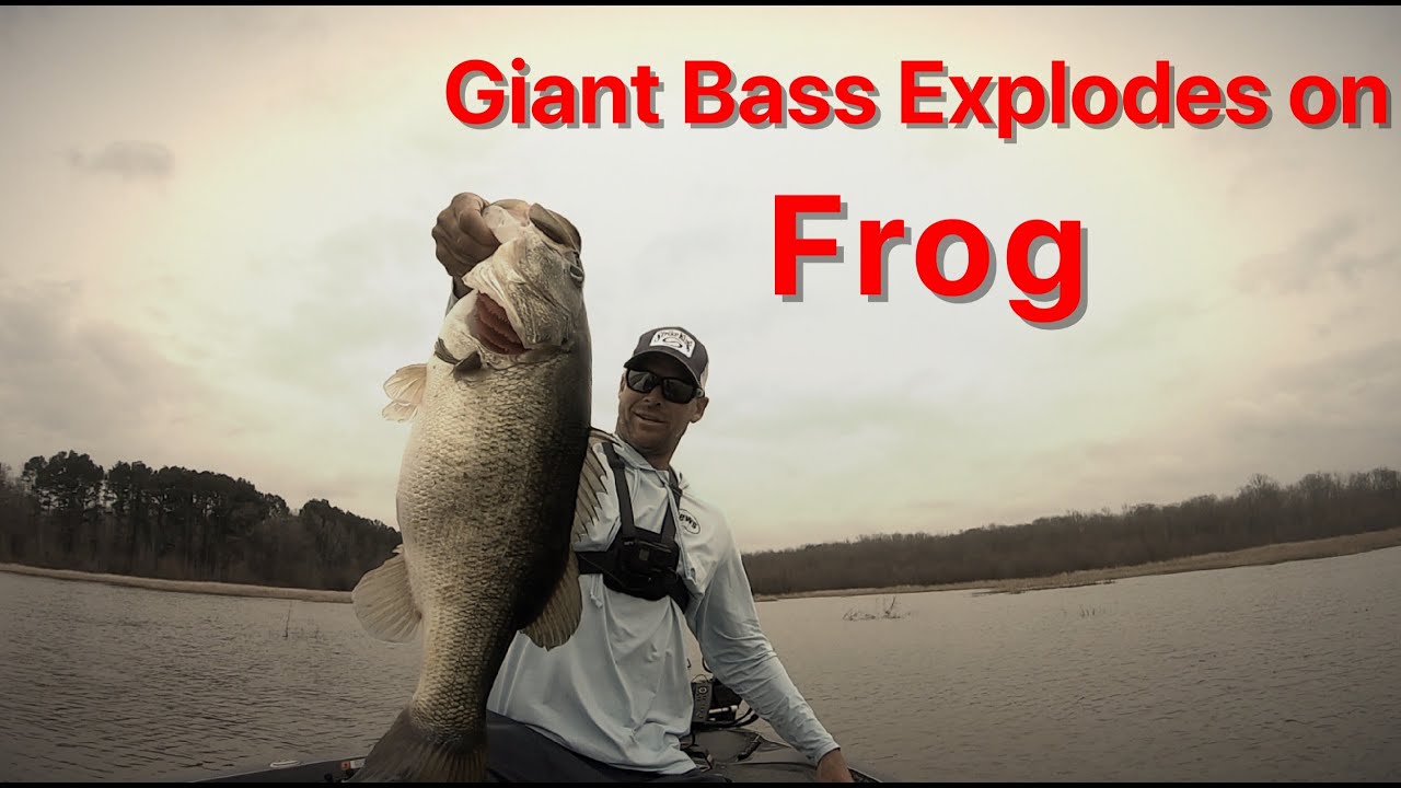 GIANT BASS EXPLODES ON TOPWATER FROG (STRIKE KING POPPING PERCH) HUGE  BLOWUP 