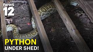 Woman finds 8-foot Burmese python under her shed in NJ