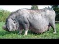 Meishan Pigs | Wrinkled Pork Factories
