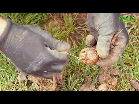 Wideo: Kiedy wykopywać cebulki tulipanów po kwitnieniu do przechowywania