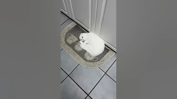 Cute sweet scottish fold cat funny cats