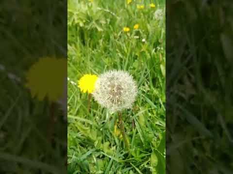 طبیعت گردشگری کلیپ موسیقی فیلم