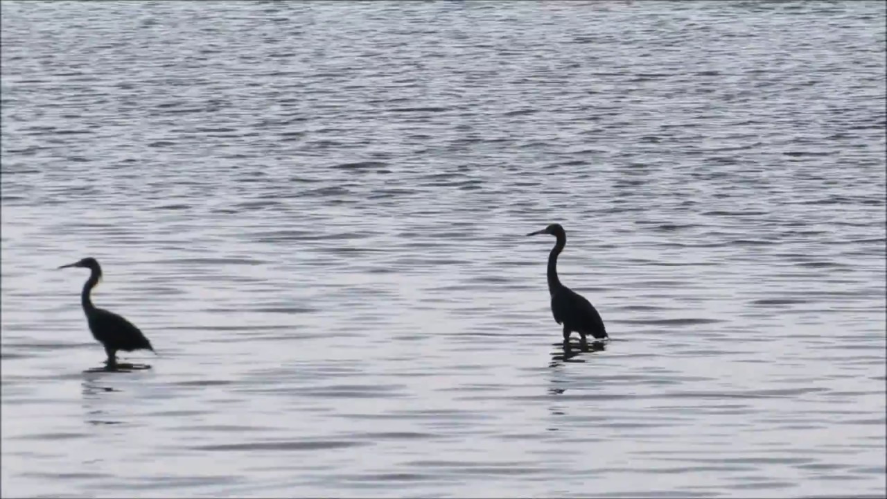 Reddish Egrets Courtship Behavior at Dunedin Causeway Bird Sanctuary 4-13-2018