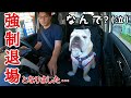 愛犬の大好きなバァバの家に着いて５分で強制帰宅となった理由がこちら…
