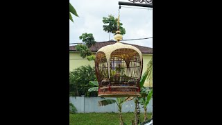 Suara burung merbuk Siam 2 kategori B | perkutut bangkok | นกเขาชวา