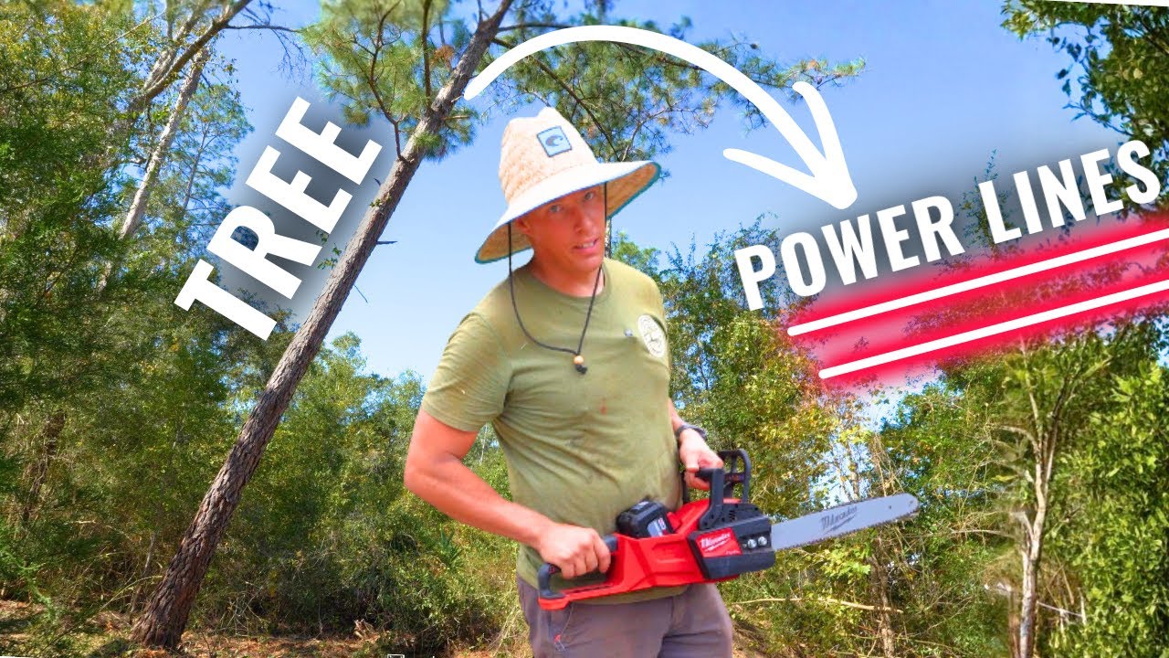 I've Never Cut Down A Tree This Big