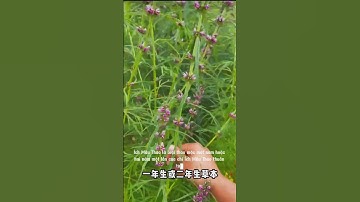 Bạn biết công dụng của Ích Mẫu Thảo chưa?