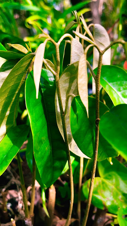 Durian plants #durian #plants #duriantree