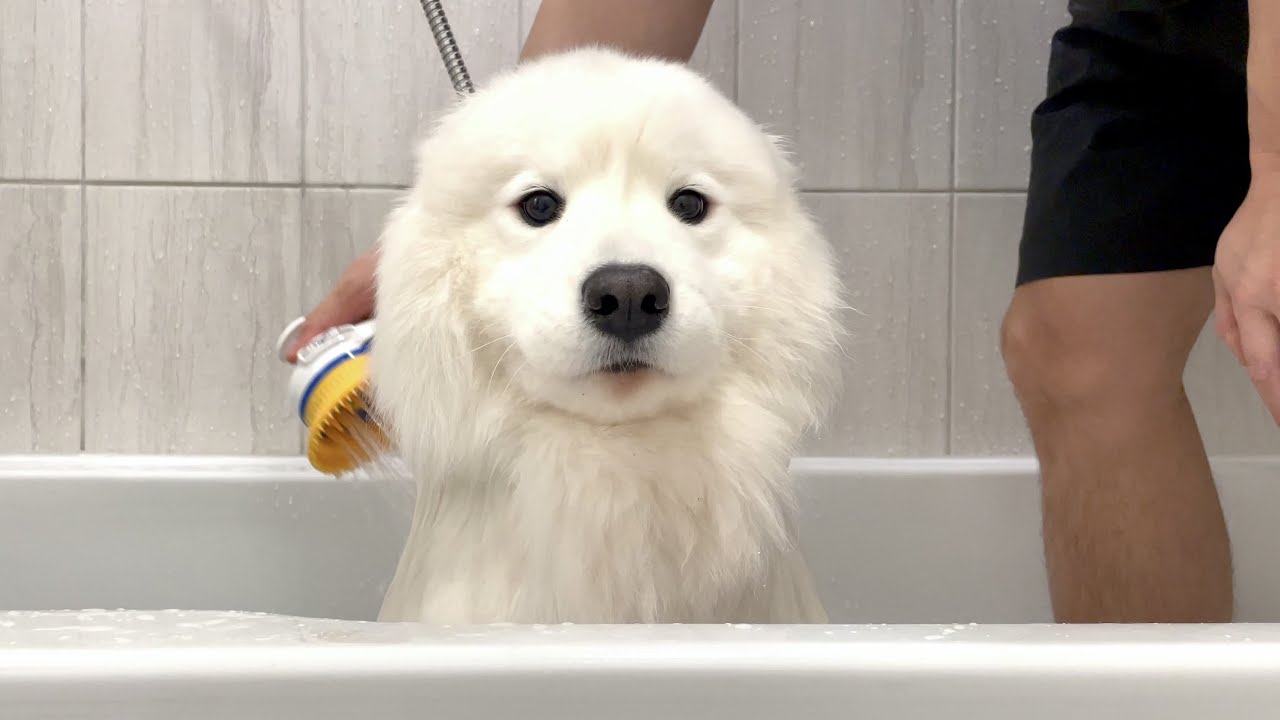 ⁣My dog finally gets the bath and massage she wanted.. but is she really happy..?