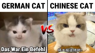 German Cat Meme Vs Chinese Cat Meme Das War Ein Befehl