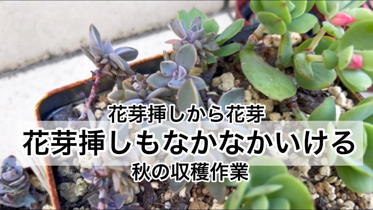 多肉植物 花芽挿しからの収穫 花芽もなかなかやるよ Youtube