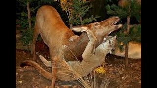 Puma Attacks Deer, Bear, Sloth to The Death