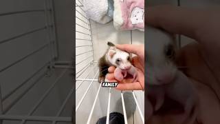 XL 5 Ferret Secrets Your Pet Won't Share! 🐾🤫💤 #animals #funny #science #shortfeed #ferret