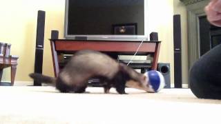 Joey the Ferret rolling a ball