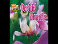 Read Aloud Orchid Mantis mp3