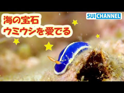 可愛い 綺麗 海の宝石 ウミウシ を愛でる 第１弾 Sea Jewel Sea Slug Youtube