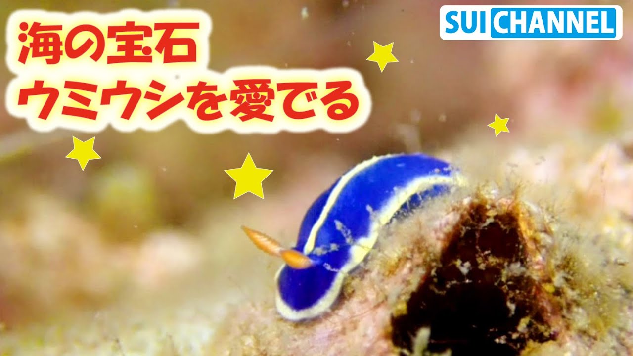 可愛い 綺麗 海の宝石 ウミウシ を愛でる 第１弾 Sea Jewel Sea Slug Youtube