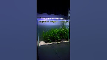 Simple Java Fern Aquascape. Full video coming soon! #aquarium #neontetrafish #stillwaters