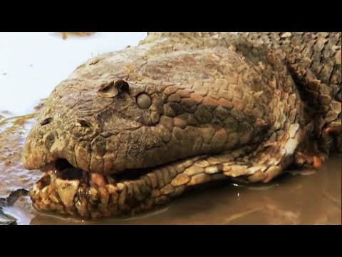 Amazon'da dev yılanlar bulundu - İnanılmaz