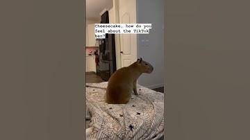 Capybara Has Opinions