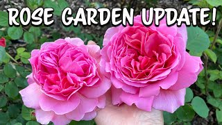 Rose Garden Update! Here Comes the ROSES!