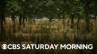 Production issues complicate California walnut industry screenshot 5